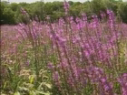 Purple Loosestrife