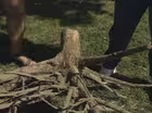 Root Rot