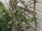Creating a Willow Trellis