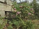 A Private Spring Garden