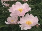 Great Peonies for Fall Planting