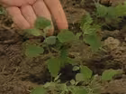 Eating Weeds