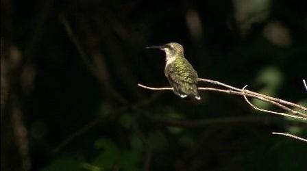 Video thumbnail: The Wisconsin Gardener An Urban Hummingbird Garden