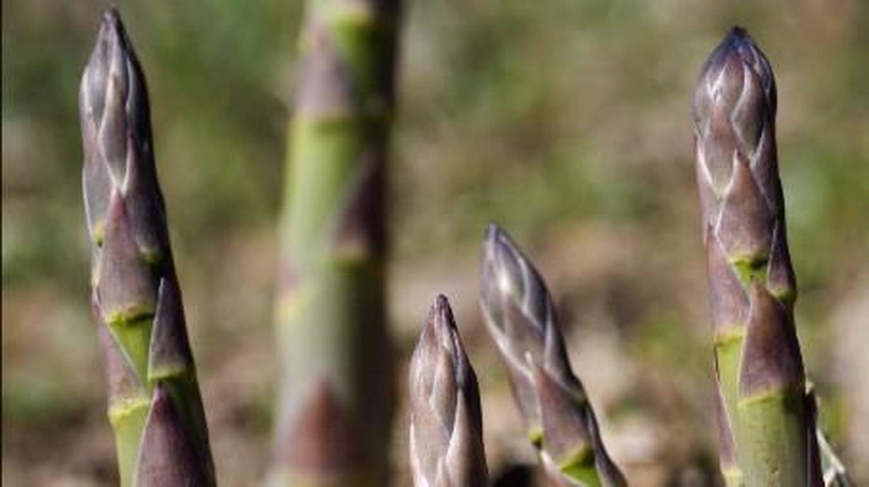 Planting Asparagus Watch on PBS Wisconsin