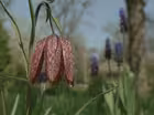 Olbrich's Meadow Garden