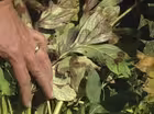 Planting Peonies