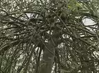 Weeping Trees