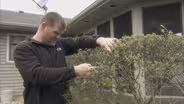 Fixing a Pruning Nightmare
