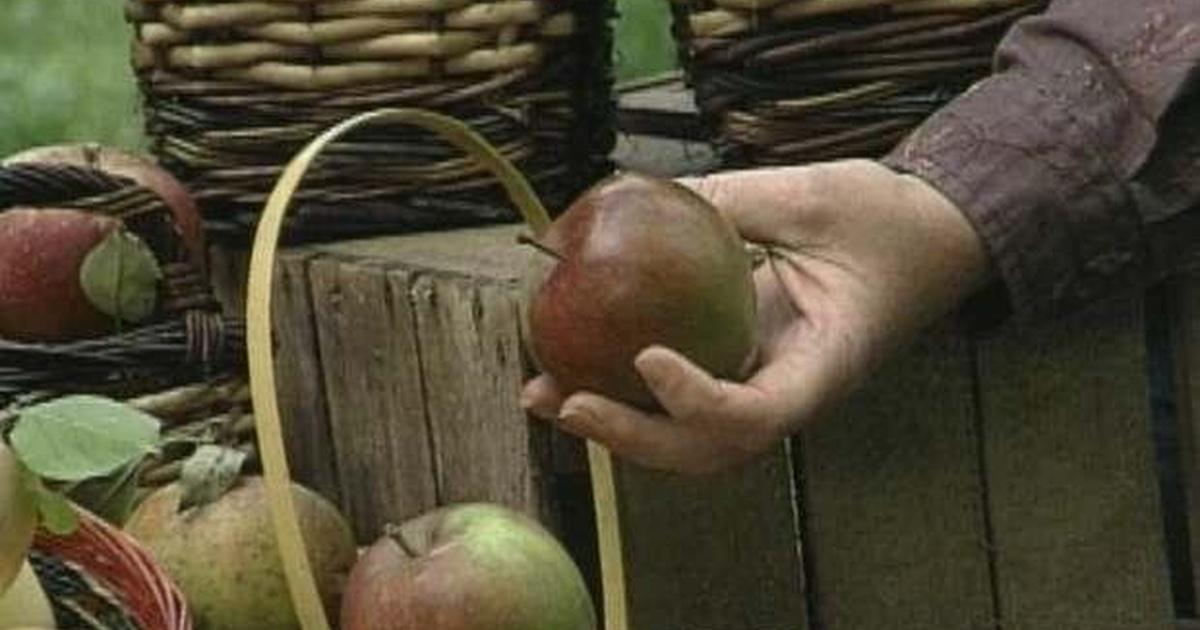 The Wisconsin Gardener Heirloom Apples Season 7 Episode 2