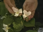 Native Shade Plants