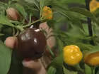 Ornamental Peppers