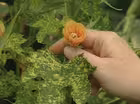 Unusual Annuals