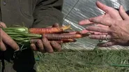 Growing Late Season Vegies Using Germination Blankets
