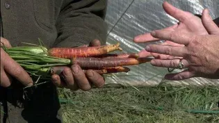 Growing Late Season Vegies Using Germination Blankets