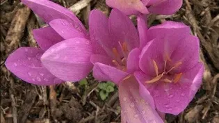 Perennials With Late Season Interest