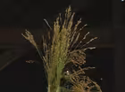 Making a Broom From Broom Corn