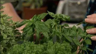 Plant Profile Basil
