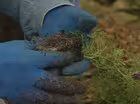How to Plant Annuals