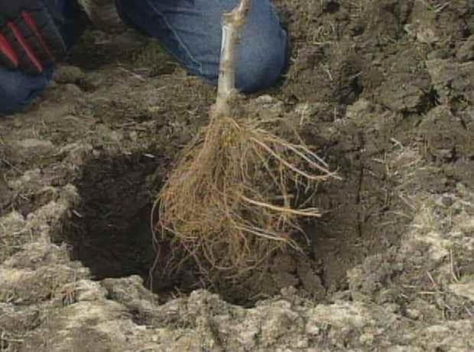 Apple Trees/Planting Bare Root Watch on PBS Wisconsin