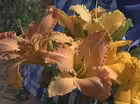Breeding Daylilies
