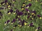 An Old Fashioned Country Garden