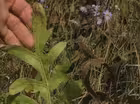 Native Prairie Plants