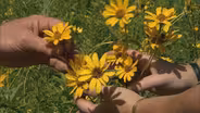 Prairie Plants for Clay