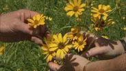 Prairie Plants for Clay