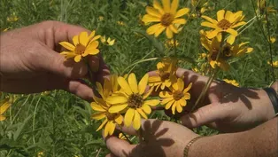 Prairie Plants for Clay