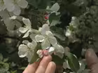 Ornamental Crabs