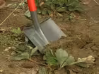 How and Why to Test Your Soil