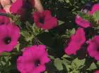 AAS Annuals to Grow