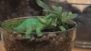 How to Grow a Dinosaur Terrarium