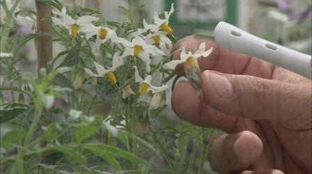 Video thumbnail: The Wisconsin Gardener World's Largest Potato Gene Bank