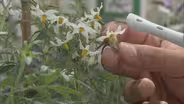 World's Largest Potato Gene Bank