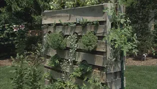 Vertical Gardening