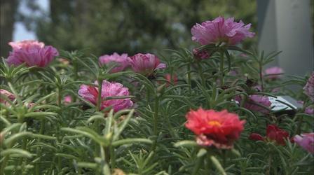 Video thumbnail: The Wisconsin Gardener Moss Roses: A Carefree Tough Annual