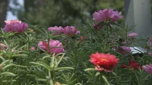 Moss Roses: A Carefree Tough Annual