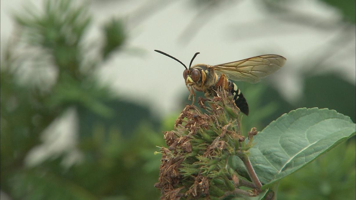 New Insects on the Horizon Thanks to Climate Change Watch on PBS