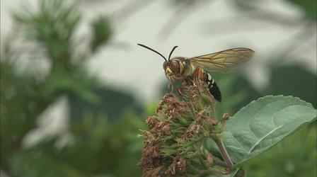 Video thumbnail: The Wisconsin Gardener New Insects on the Horizon Thanks to Climate Change
