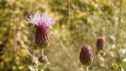 New Weeds from the South