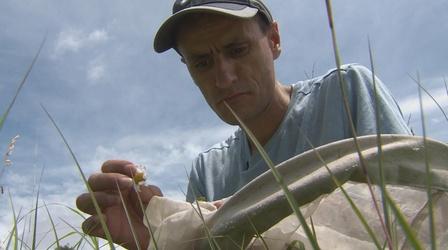 Video thumbnail: Wisconsin Life Professor of Pollination