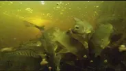 Aquaponics