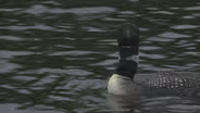 Loon Ranger