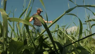 Michael Perry on Crops