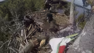 Eagle Bander