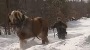Horse Power