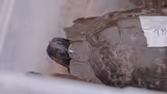 Turtle Tracker