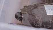 Turtle Tracker