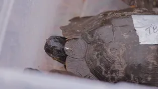 Turtle Tracker